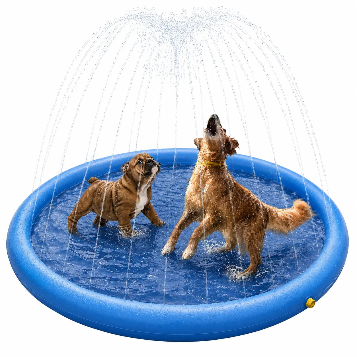 Dog pool